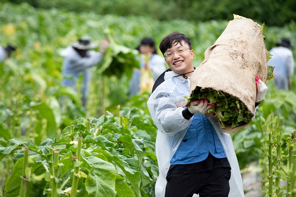 KT&G Volunteers Help With Harvest