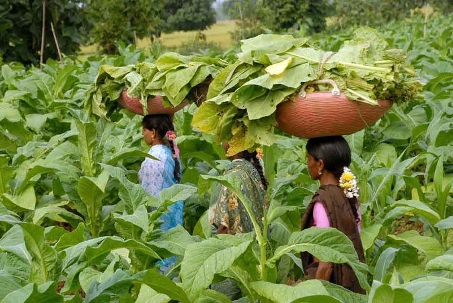Yields Up in Bangladesh