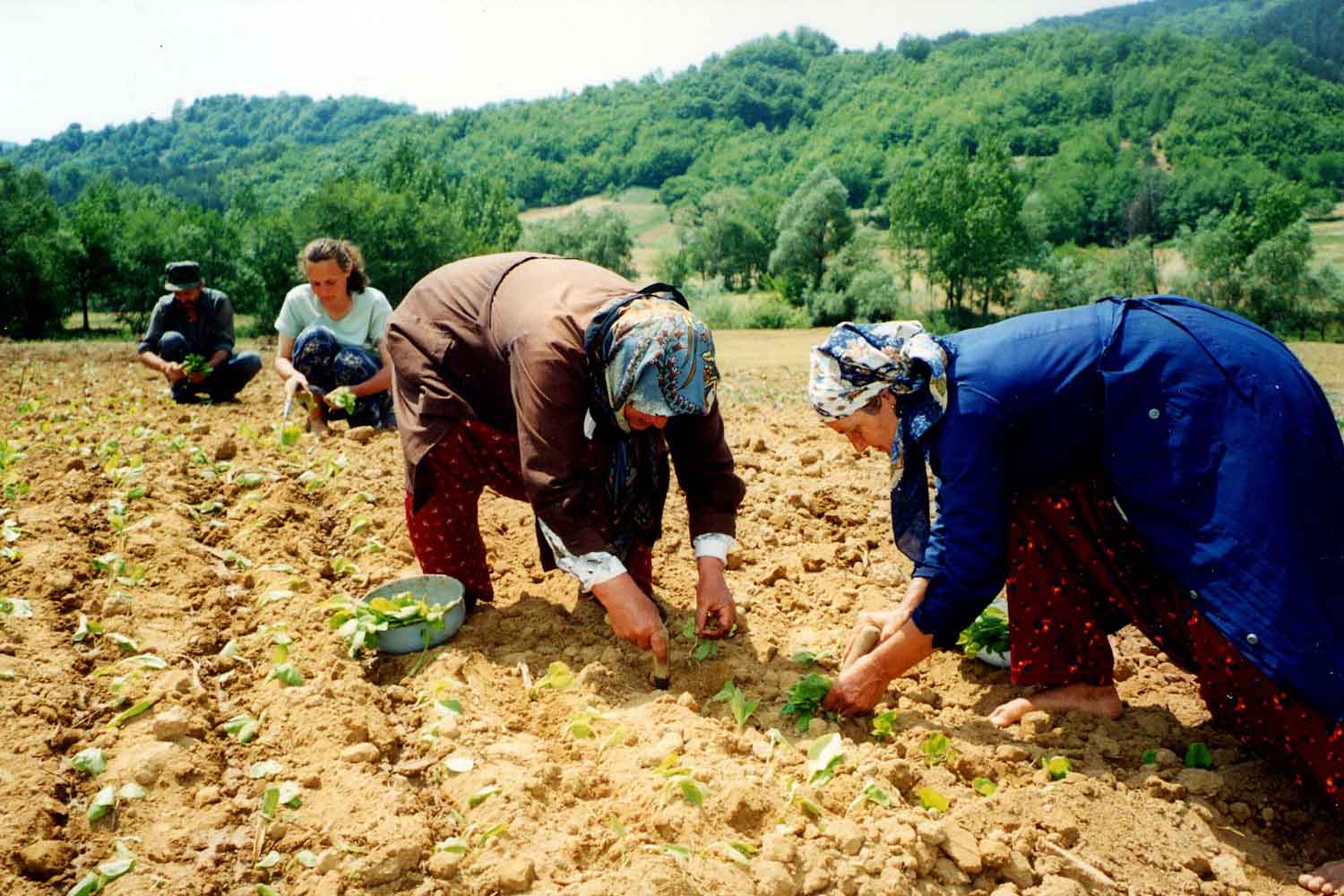 Europe OKs Aid to Bulgarian Growers