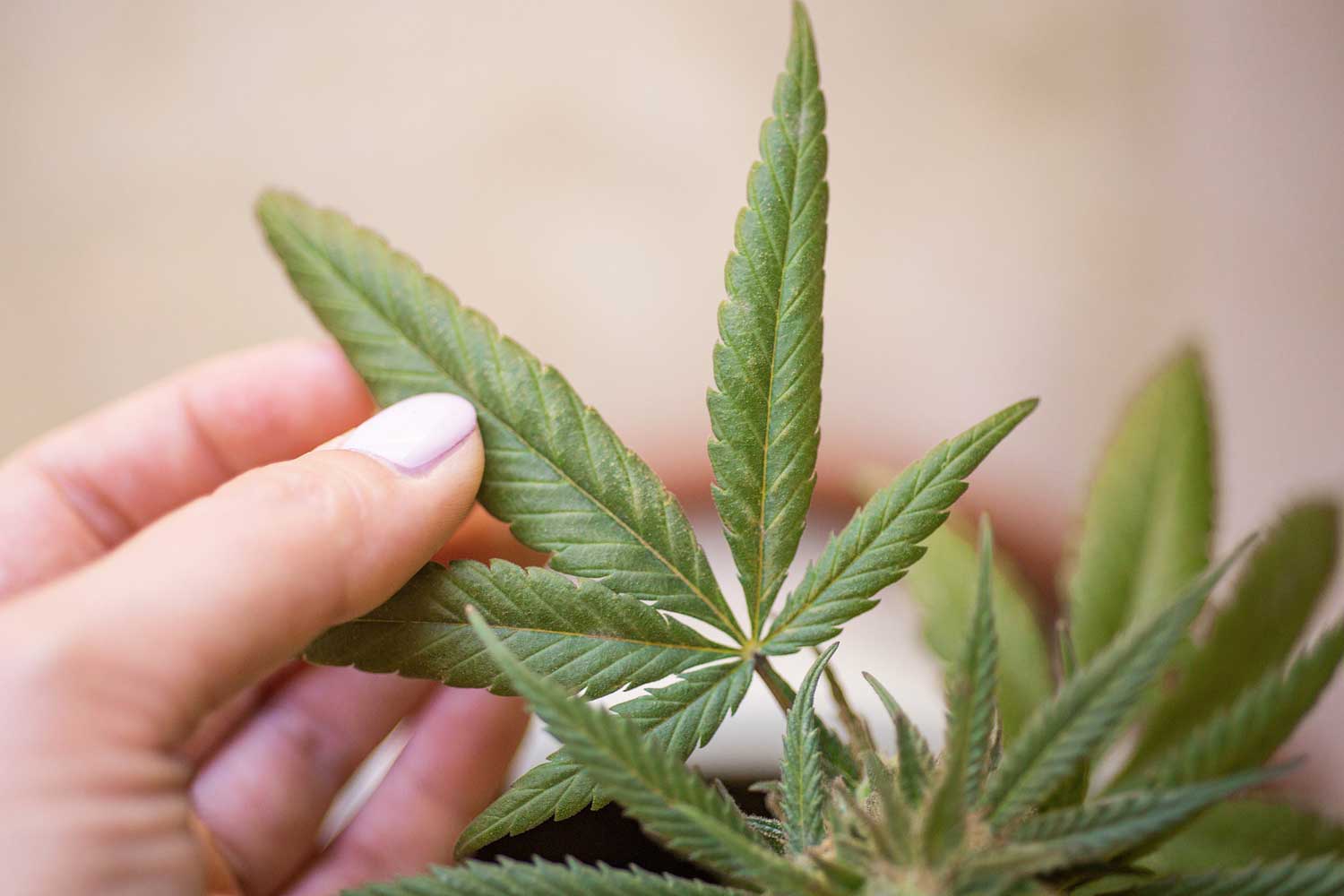 U.S. Drug Agency Schedules Cannabis Hearing