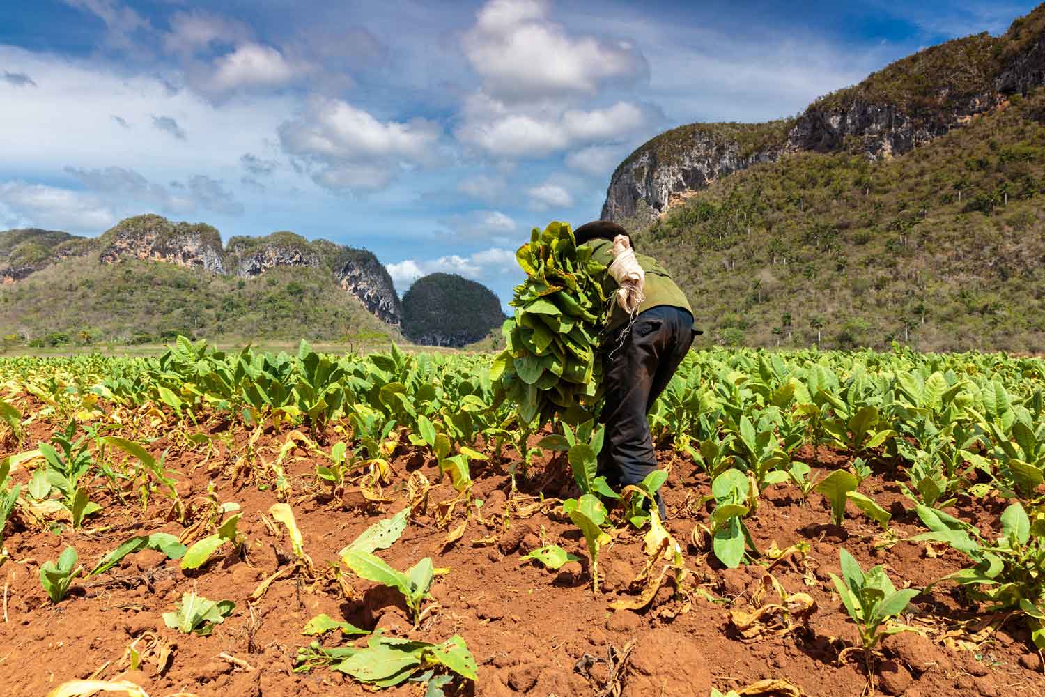 Cuban Tobacco Hit Hard by Power Outages