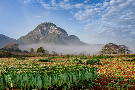 Cuban Tobacco Crops Continue to be Down