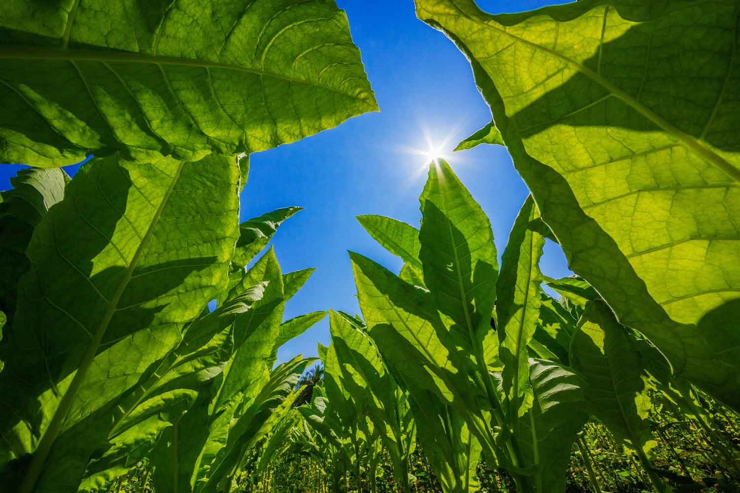 22nd Century Produces Homogenized Leaf