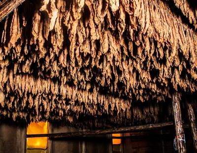 Study: Time to Age Tobacco Leaves Shortened
