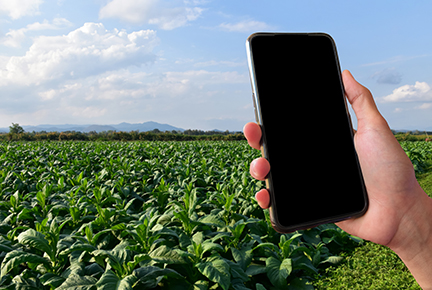 Researchers Developing App to Detect Starch in Tobacco Leaves