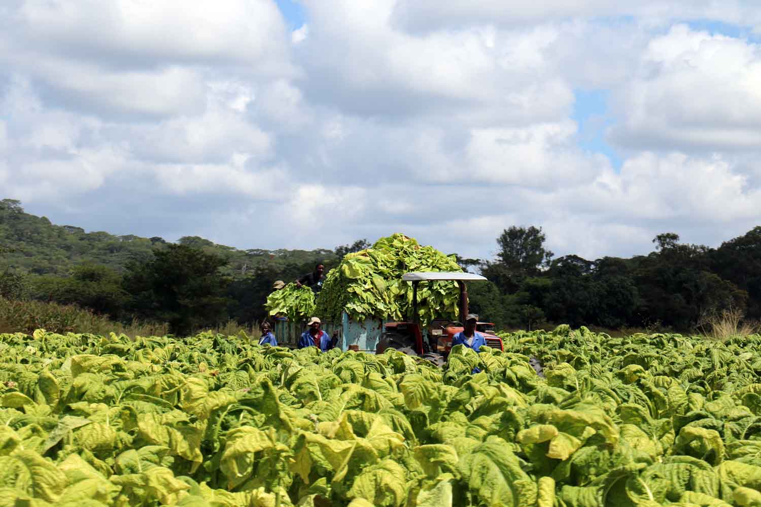 With Record Already Set, Zimbabwe Eyes 400M Kg Milestone