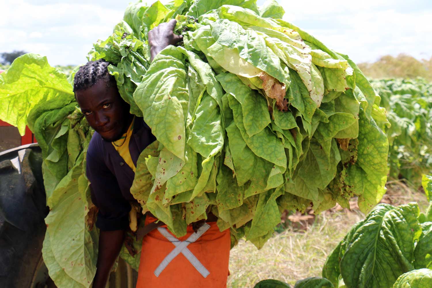 Zimbabwe “Will Reach 280M KG,” Hopes to Process More Domestically